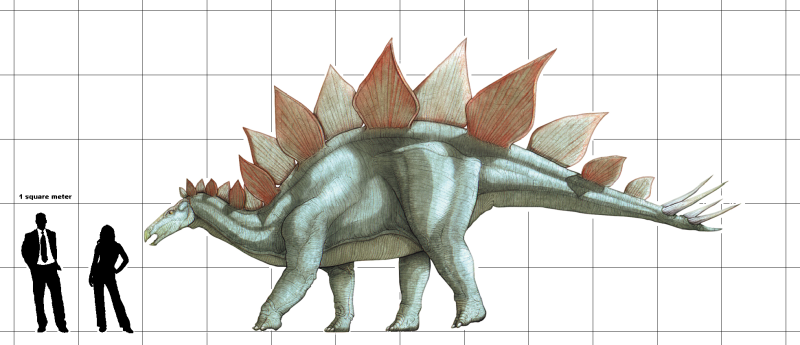 show me a stegosaurus